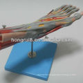 ISO Muscles Model of Foot with Main Vessels & Nerves, Foot Anatomy model